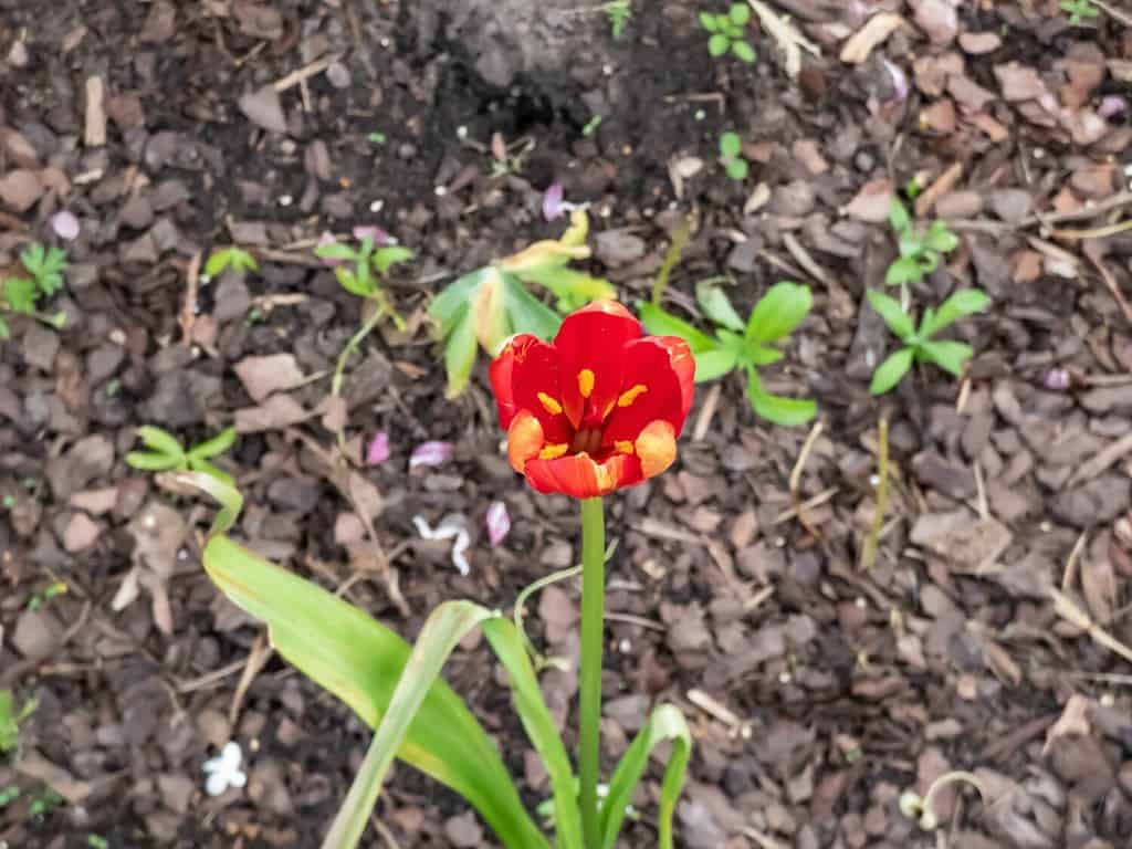 Close-up shot of the Sprenger's tulip (Tulipa sprengeri) cultivated as ornamental in t he garden and flowering with bright red flower during summer