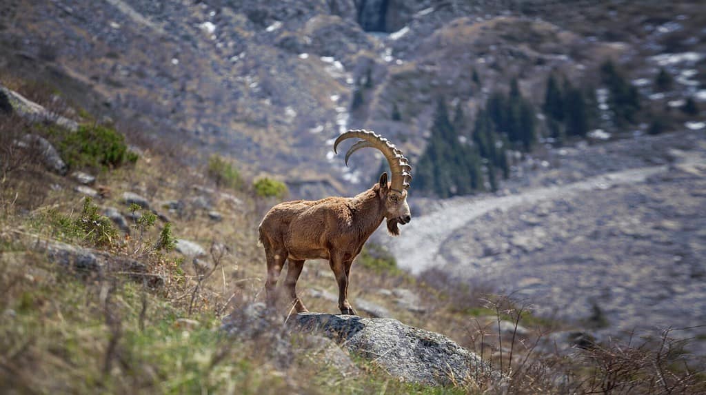 Wild mountain goat in the mountains of Kyrgyzstan