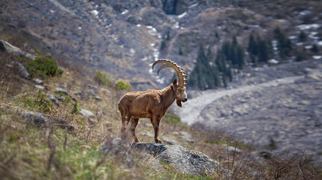 Dreaming of Goats: Discover the Spiritual Meaning and Interpretation ...