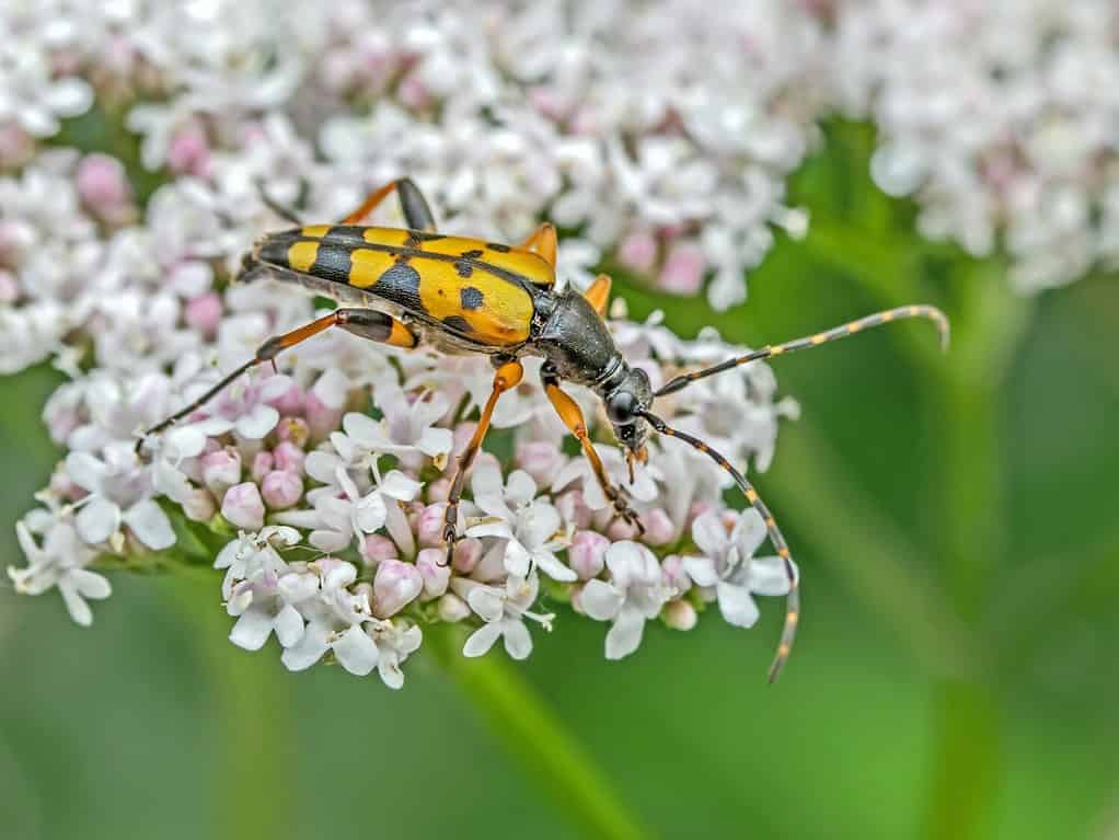 Black-and-yellow longhorn beetle