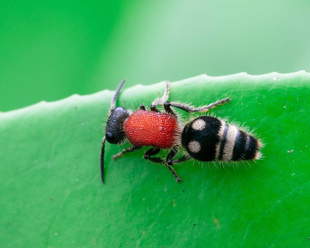 Velvet ant or Cow killer ant (hymenoptera: mutillidae: Radoszkowskius oculata) crawling on a green leaf