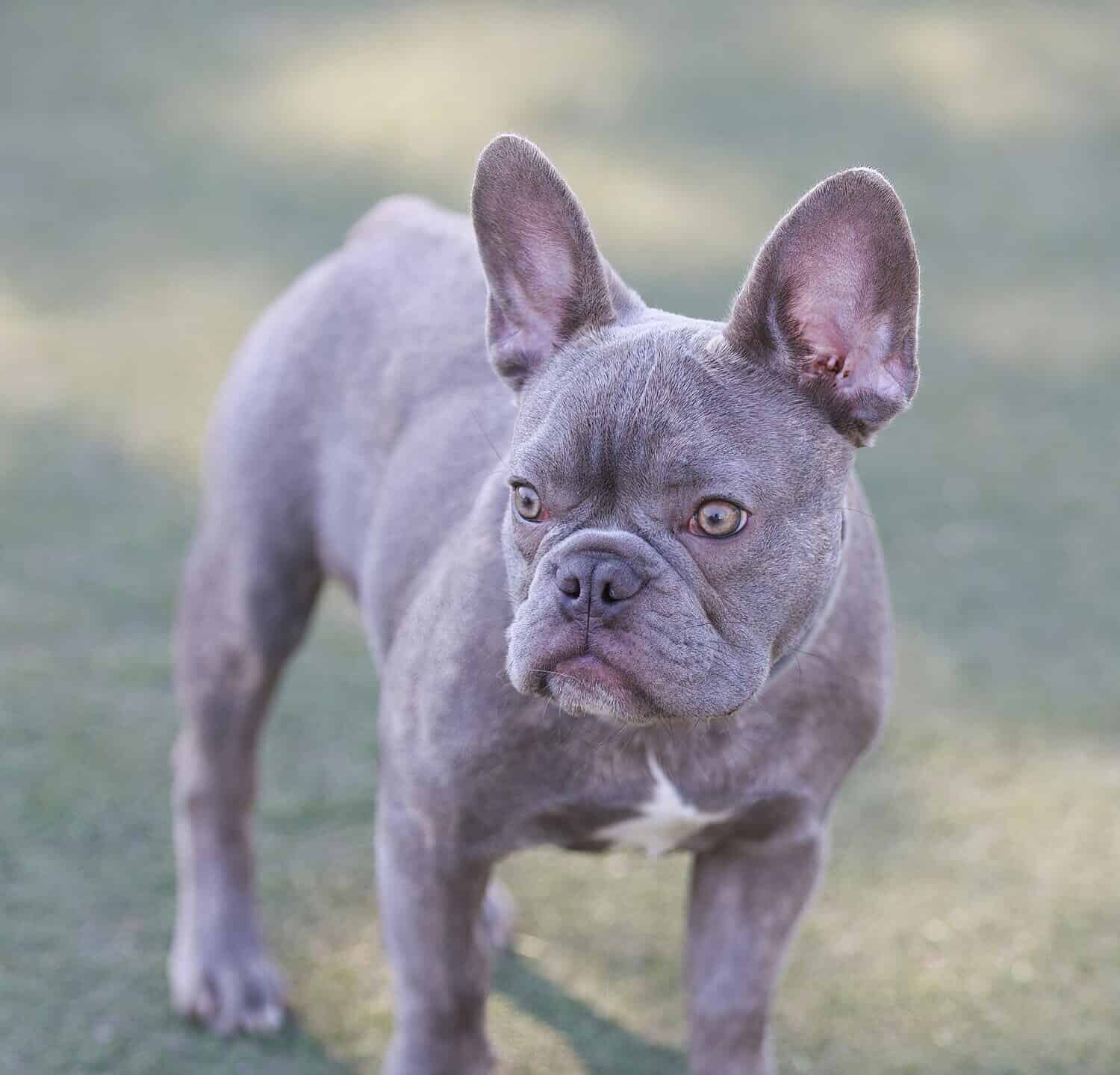 5-Months-Old Lilac Frenchie Male Puppy. Off-leash dog park in Northern California.