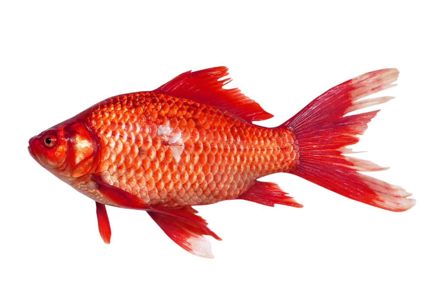 Northern Red Snapper fish Lutjanus campechanusfish isolated on a white background.