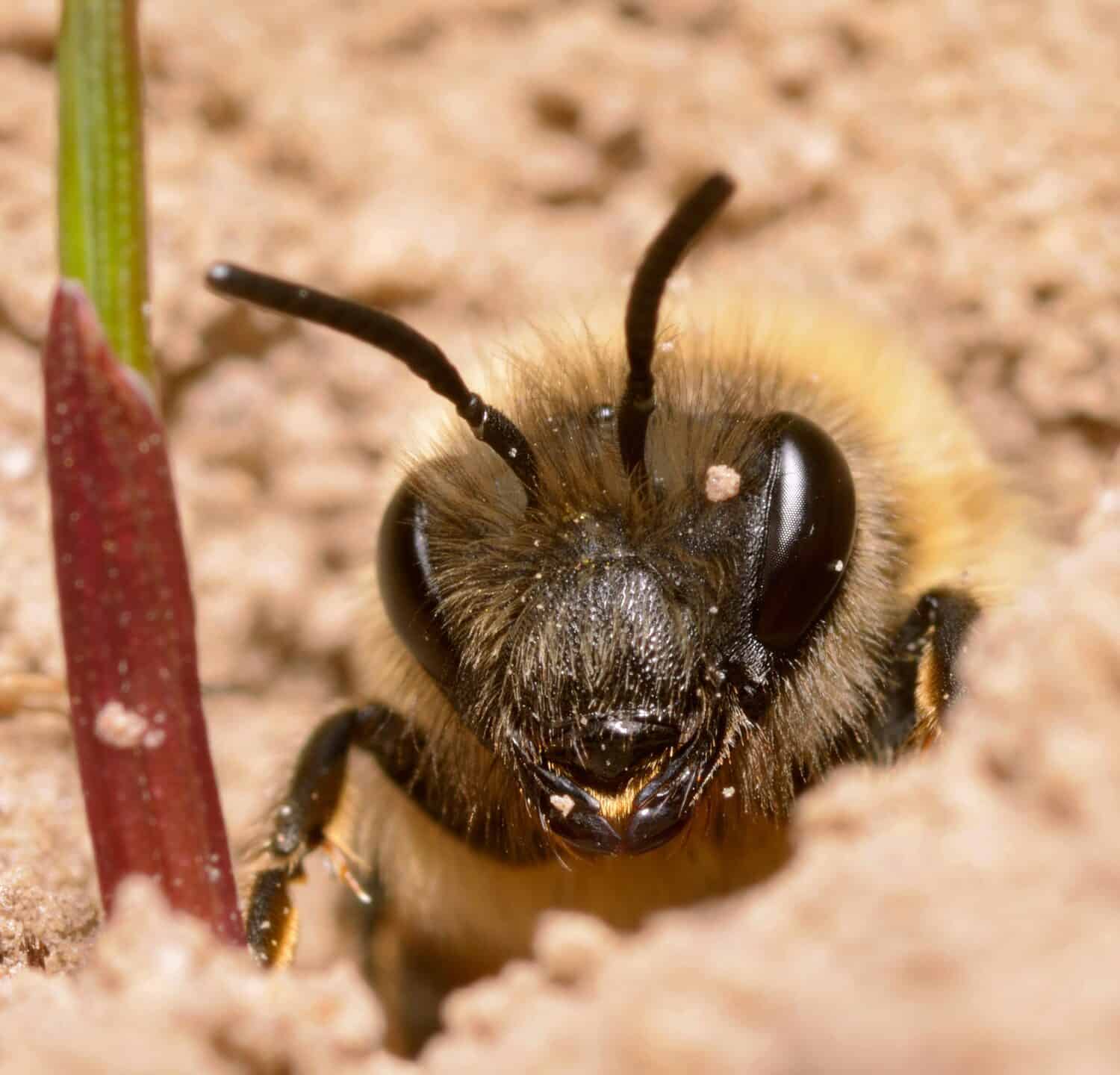 Miner bee, Anthophora abrupta, burrowing its nest in a field.