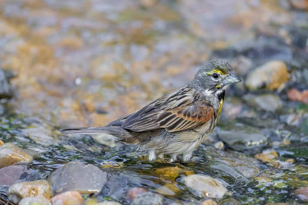 Dickcissel bathing, Marion County, Illinois.