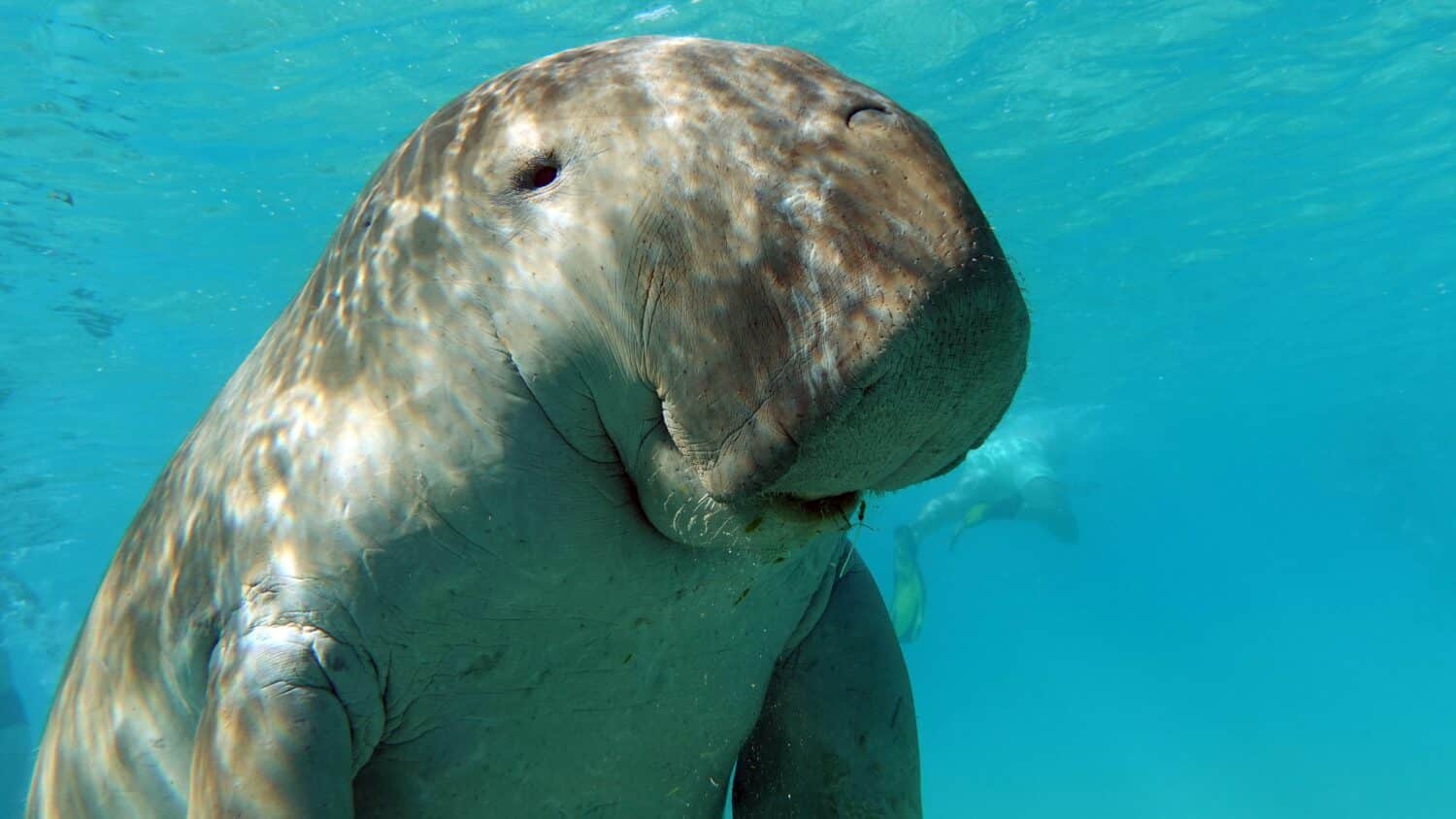 Dugongo. Sea Cow in Marsa Alam. Marsa Mubarak bay.