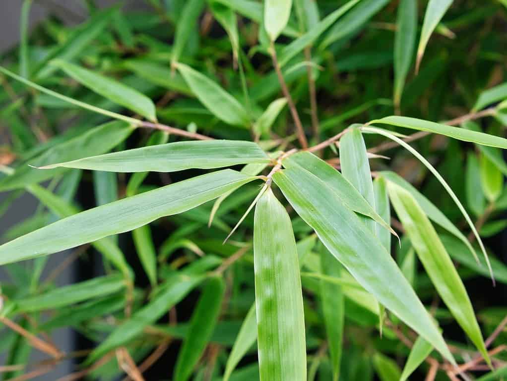 Close-up of green leaves of a bamboo plant (species Fargesia scabrida Asian Wonder). Focus on foreground, blur effect