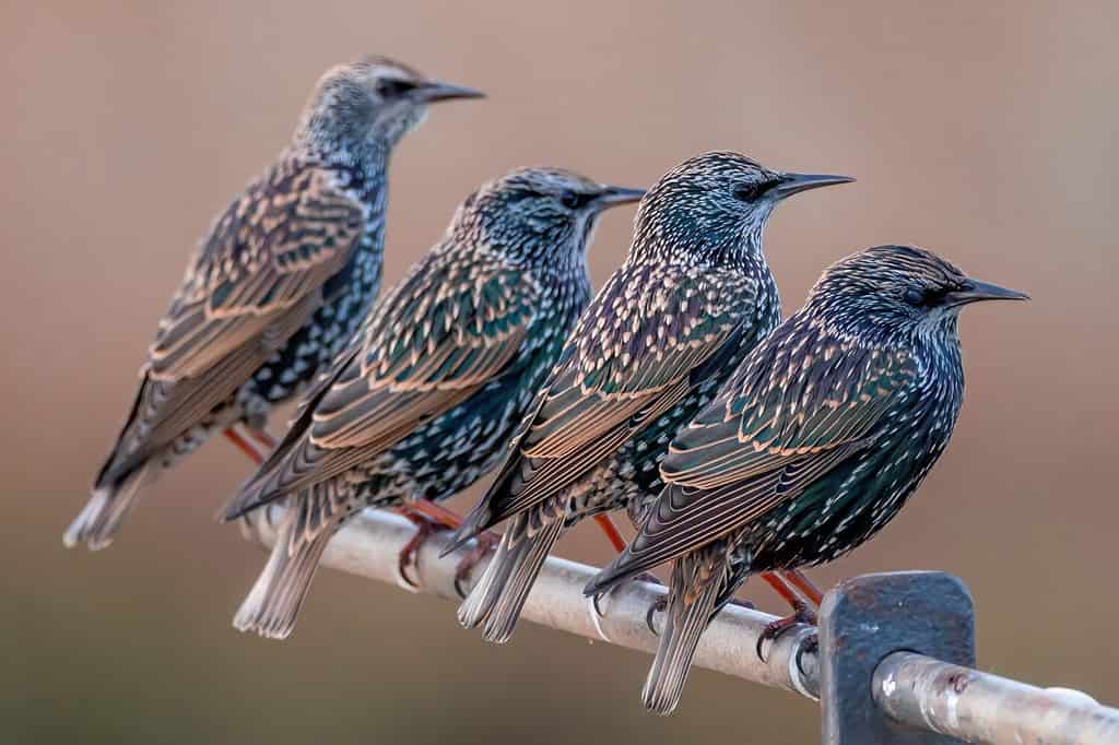 COMMON STARLING POSING ON A METAL BAR