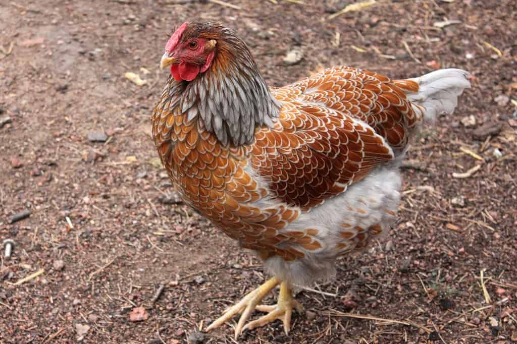 Blue Laced Red Wyandotte Chicken