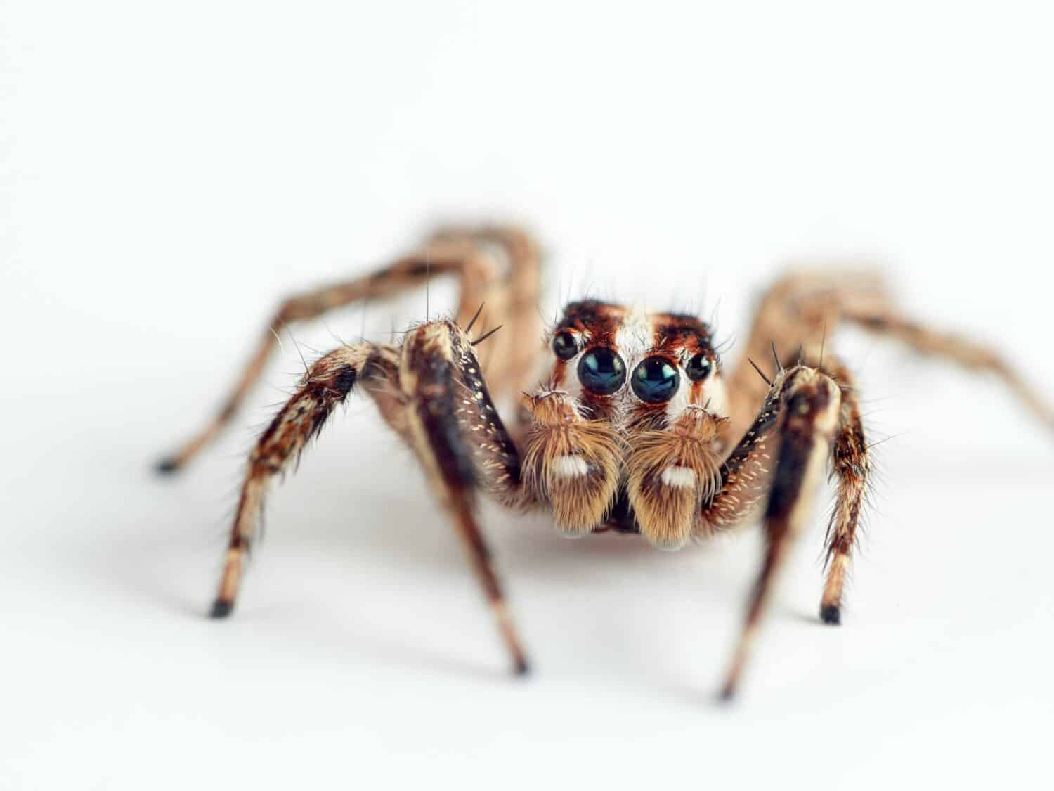 Pantropical Jumping Spider. Plexippus paykulli   