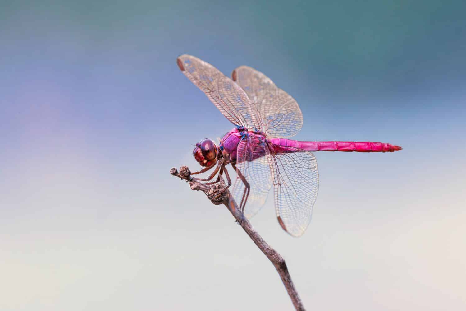 Roseate skimmer, Rio Grande Valley, Texas