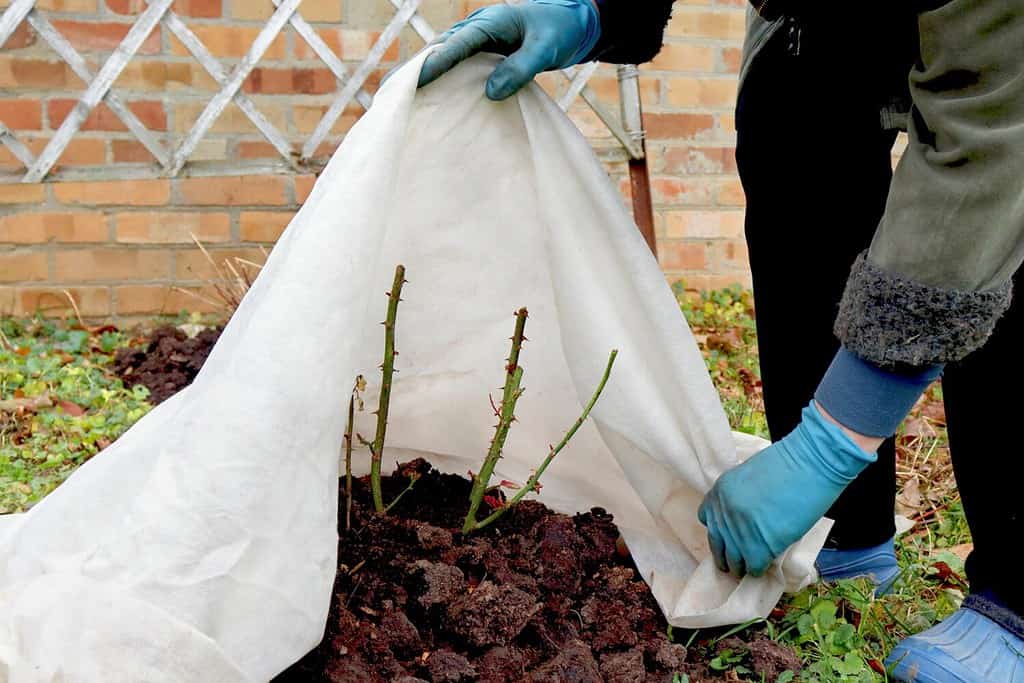 Gardener protecting a rose plant so it will grow in cold weather.