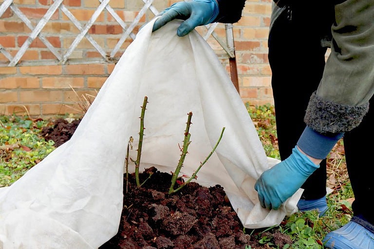 Shelter roses for the winter. Frost protection for garden plants. Autumn garden work.