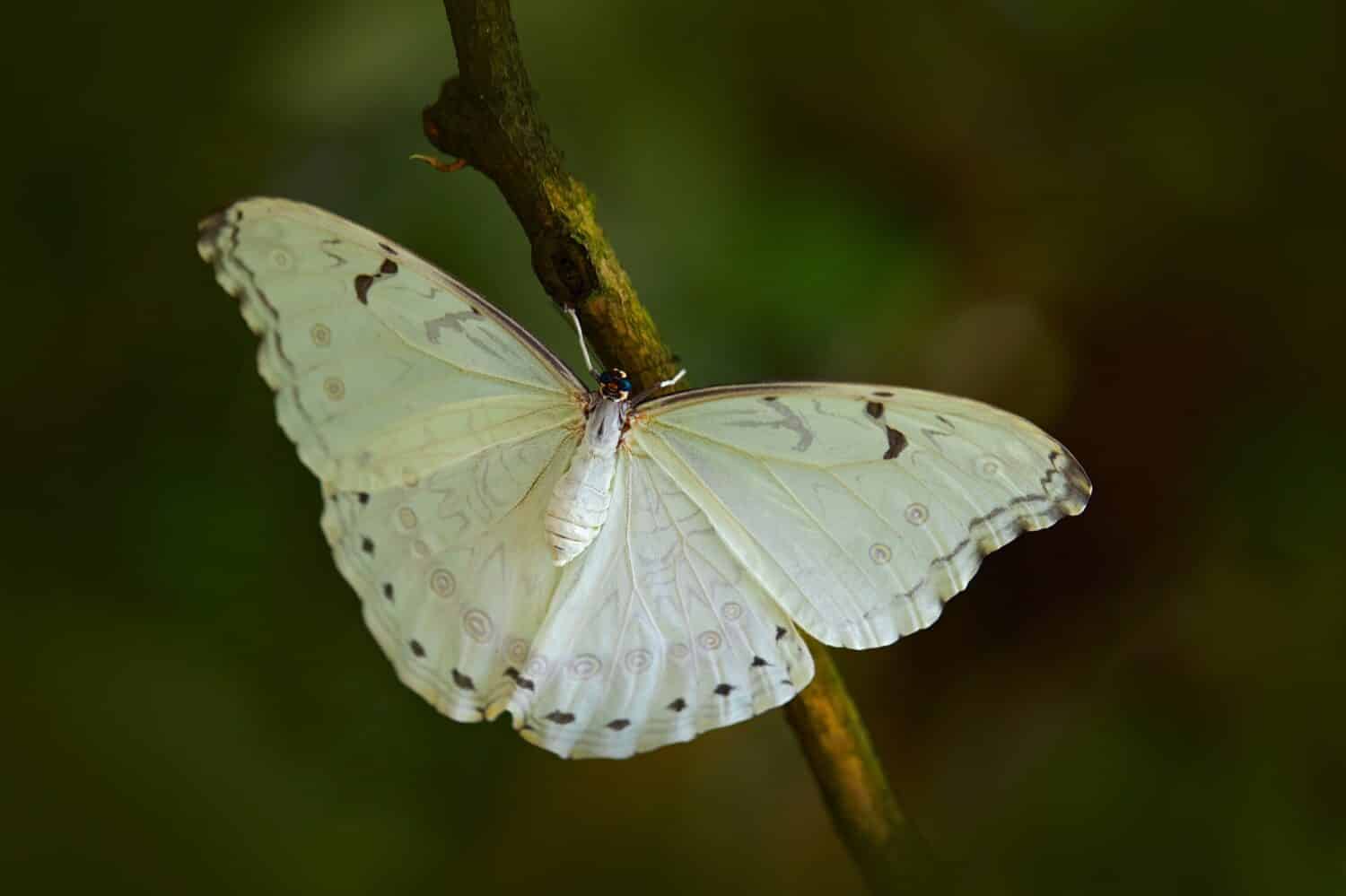 White butterfly on green leaves in tropic jungle. Morpho polyphemus, the white morpho, white butterfly of Mexico and Central America. Exotic insect in the nature tropical habitat.
