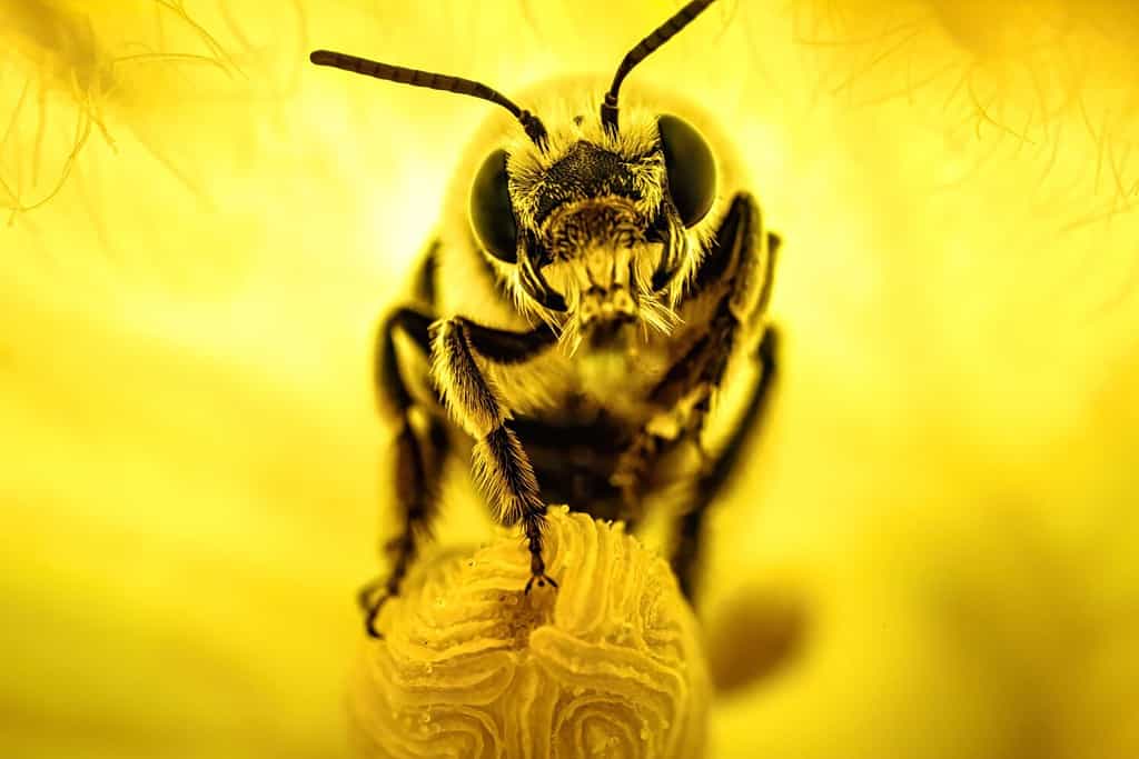 Squash bee inside of a pumpkin flower