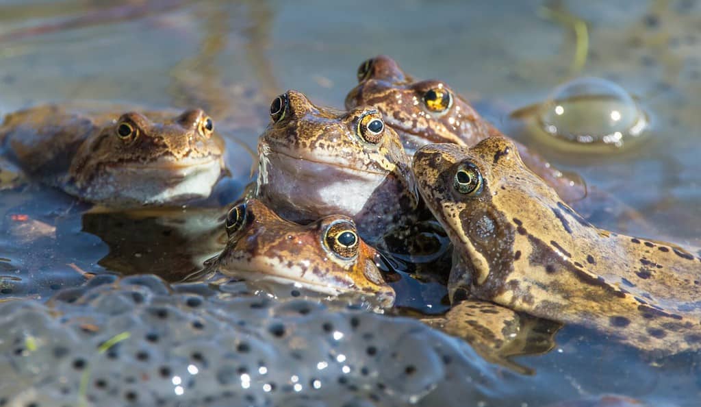 European Common brown Frogs in latin Rana temporaria with eggs