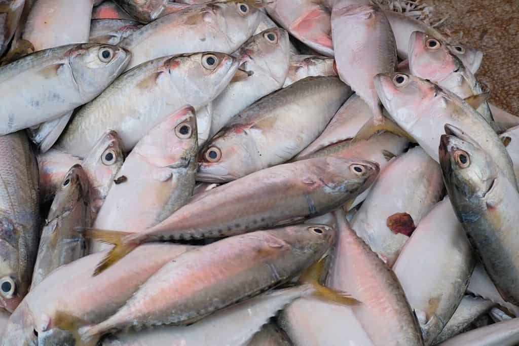 Banten, Indonesia - Tháng 11 năm 2022: Cá thu là một loại cá nổi nhỏ có giá trị kinh tế trung bình, bức ảnh này được chụp vào buổi sáng tại một trong những khu chợ truyền thống ở Indonesia