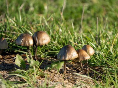 A 7 Mushrooms That Grow In Poop
