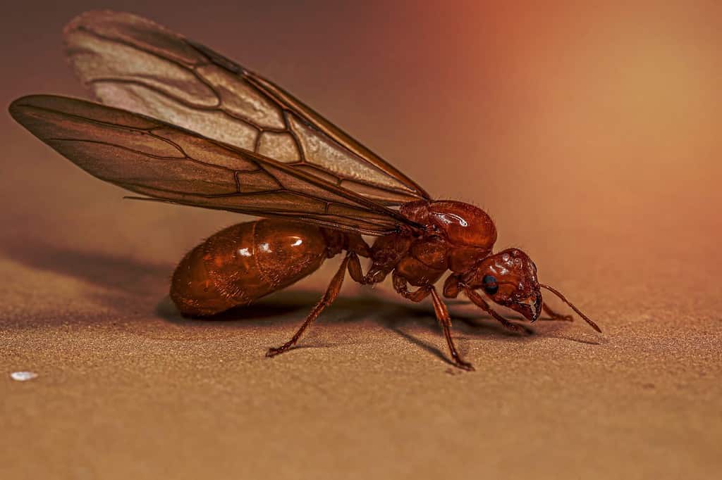 winged queen ant stings