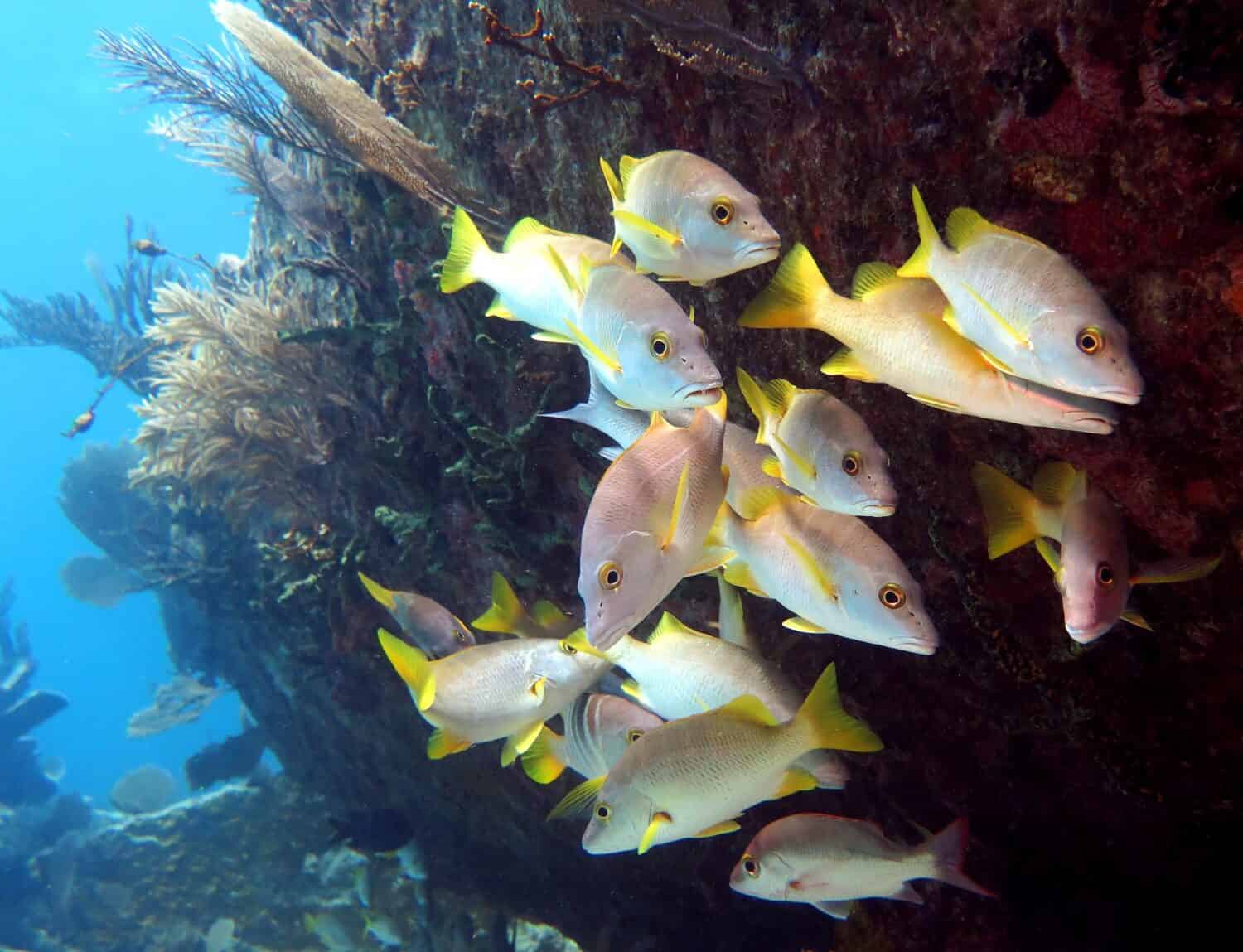 Schoolmaster Snappers in the Tropical Western Atlantic