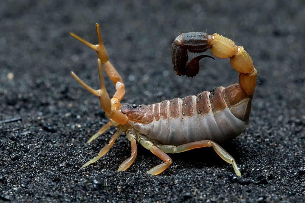 Parabuthus maximus commonly known as the Thick-tailed Scorpion.