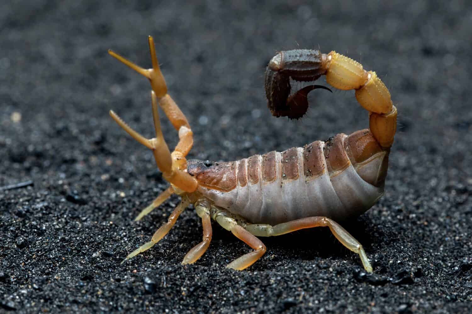 Parabuthus maximus commonly known as the Thick-tailed Scorpion.