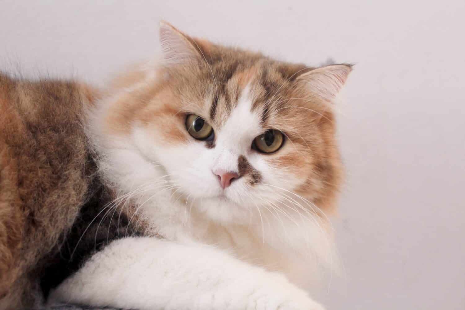 calico siberian forest cat