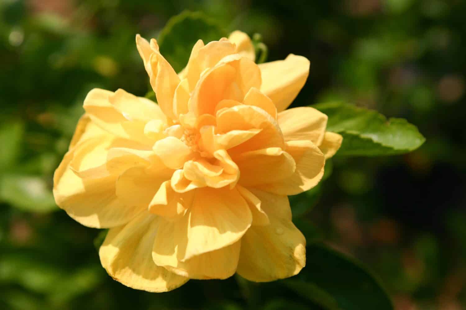 Multicolor petal rose - Frida Kahlo Floribunda Rose