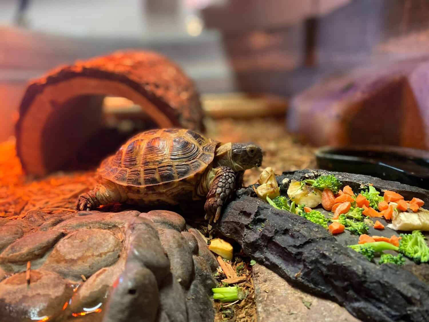 A little turtle eating carrots and broccoli from a rocky dish in a terrarium with red light