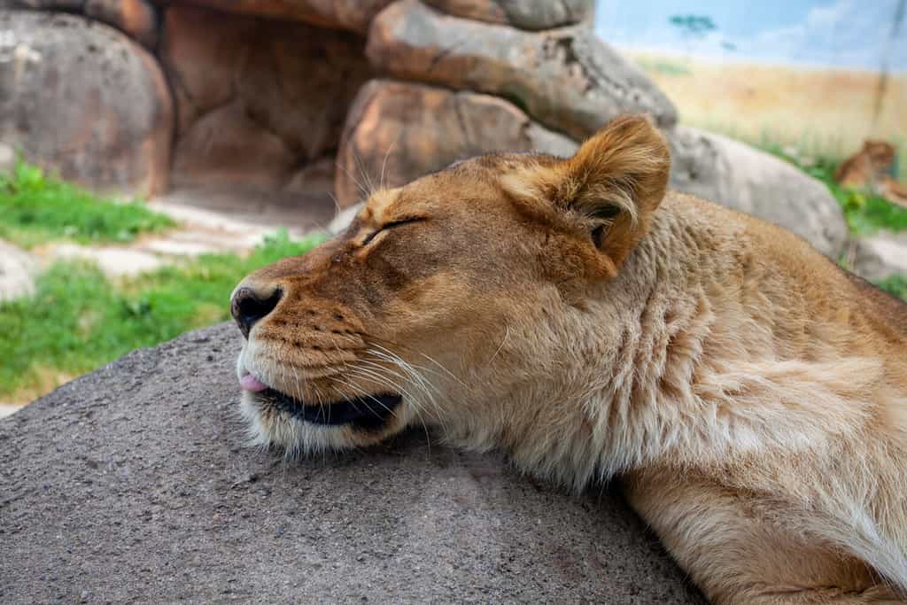 A closeup of a lion sleeping on a rock at the Rosamond Gifford Zoo