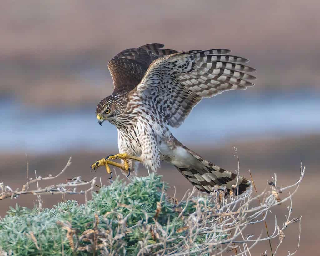 Cooper's hawks often grab snakes for dinner.