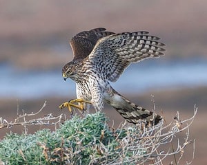 Do Hawks Eat Snakes? (And Other Large Prey They Snatch) Picture