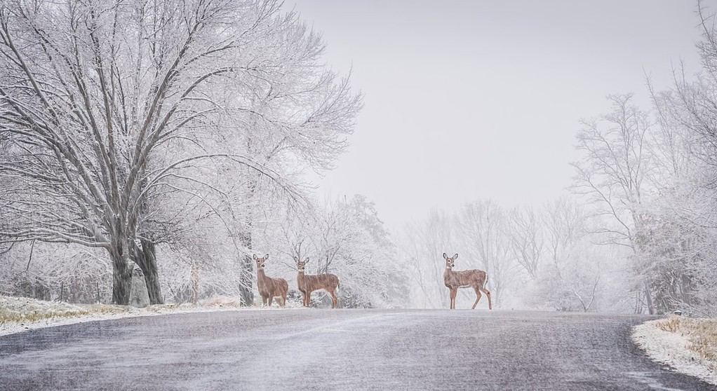 Three deer pausing while crossing suburban street during blizzard; snow covered trees on both sides