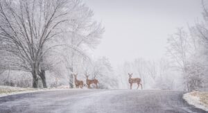 Maine’s Biggest Christmas Snowstorm Ever Turned the State Into a Winter Wonderland Picture