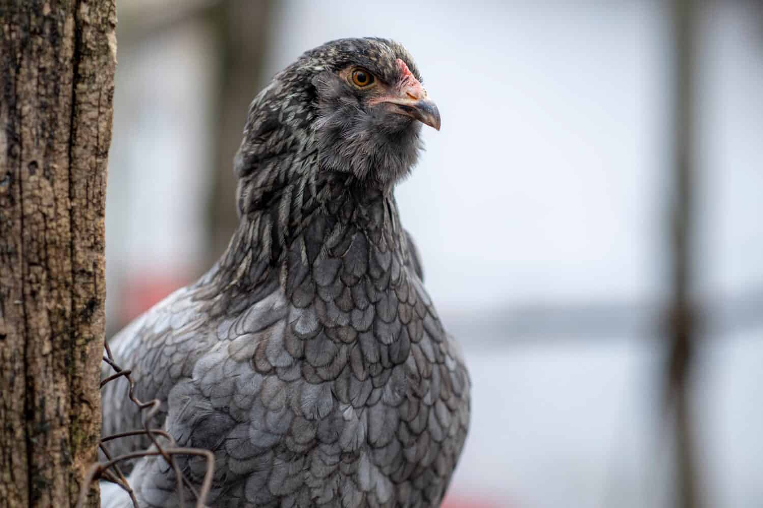 Blue araucana chicken in a farm