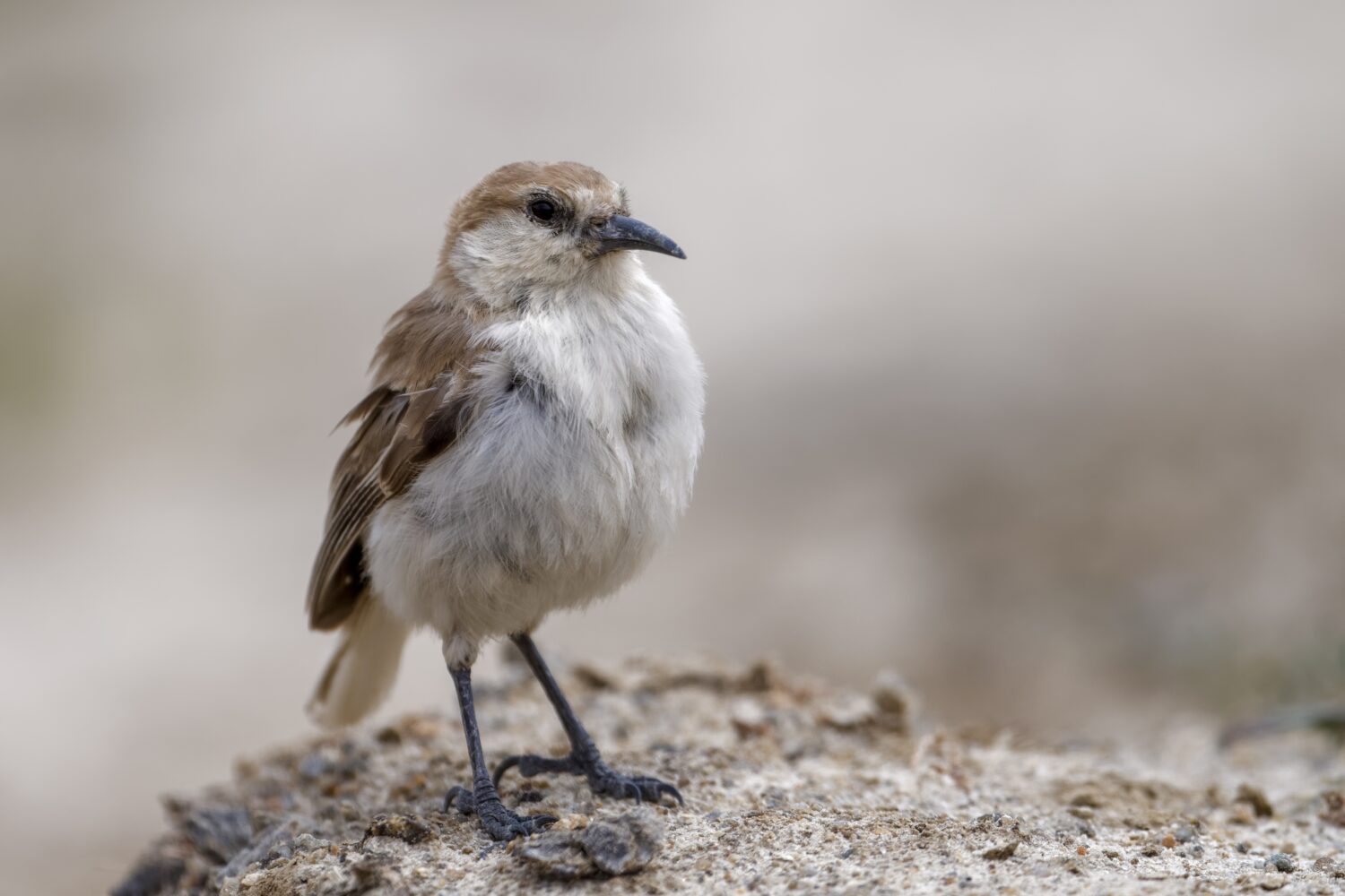 Ground Tit from Ladakh, India