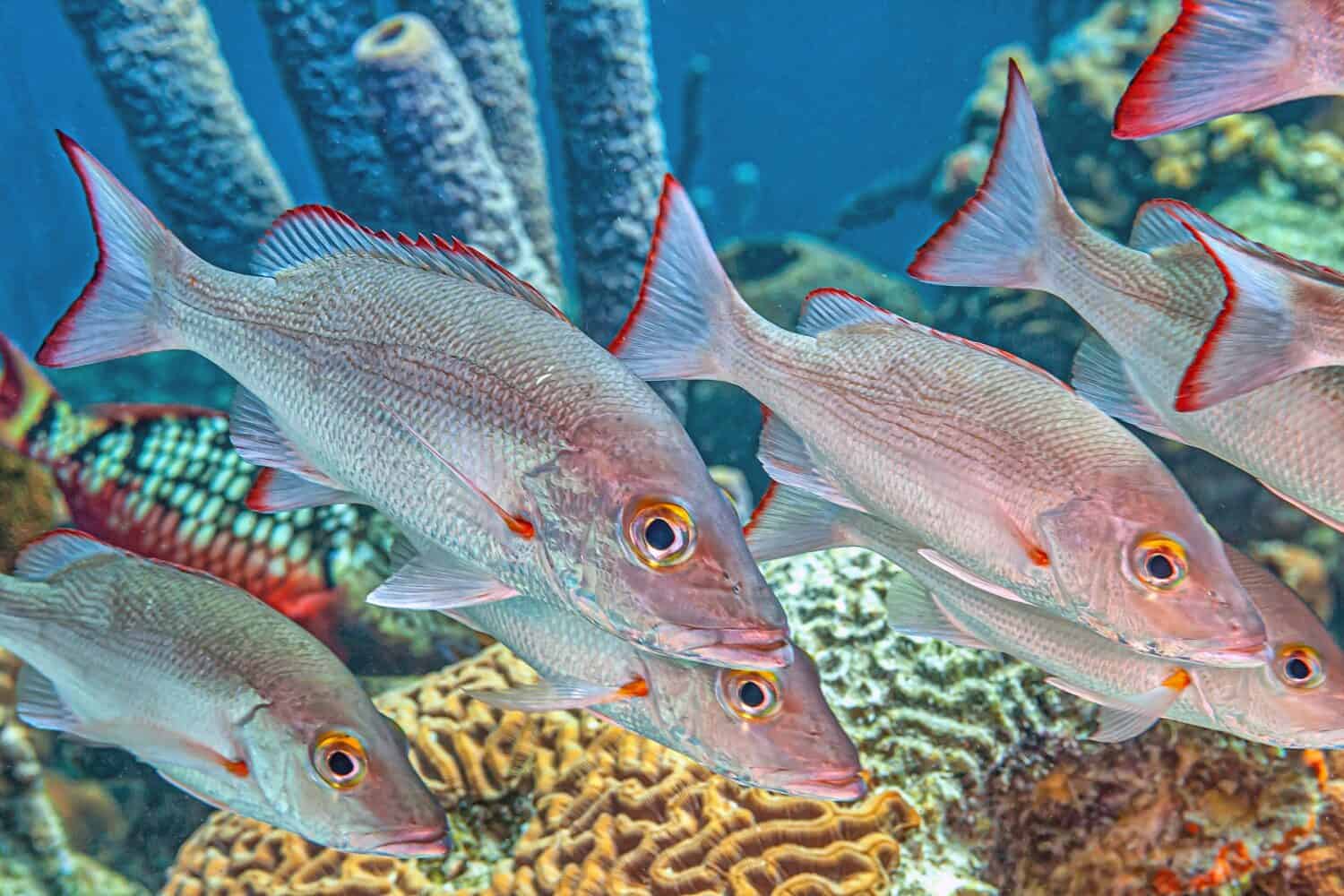 mutton snapper ,Lutjanus analis is a species of marine ray-finned fish, a snapper belonging to the family Lutjanidae.