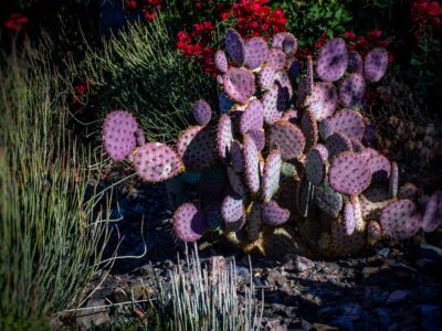 A Discover Arizona’s Planting Zones — Plus 10 Keys To Keeping Flowers, Shrubs, and Trees Alive