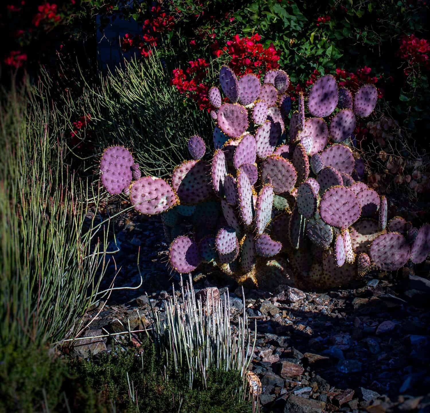 Purple prickly pear cactus grows in a rock garden in the Arizona desert