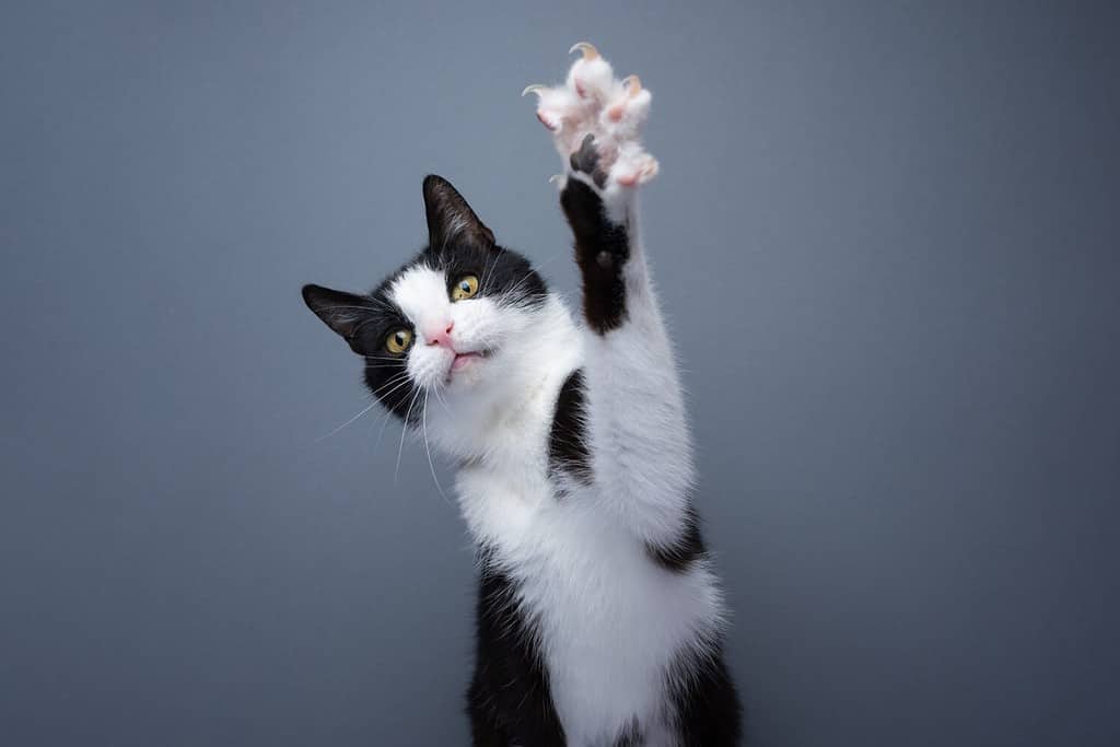 playful tuxedo cat raising paw showing claws on gray background with copy space