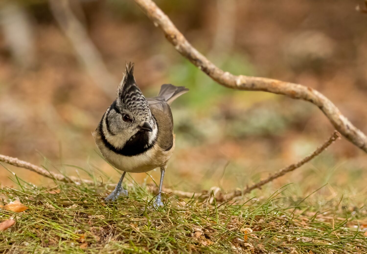 Crested tit bird at Loch Garten, Scotland