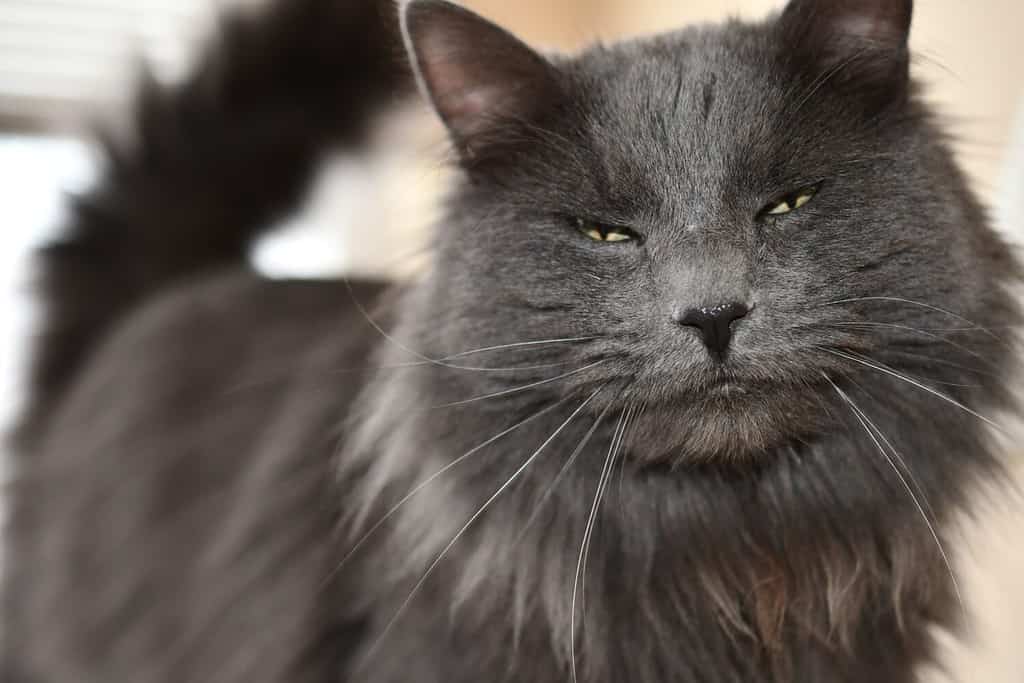 Nebelung cat with squinted eyes