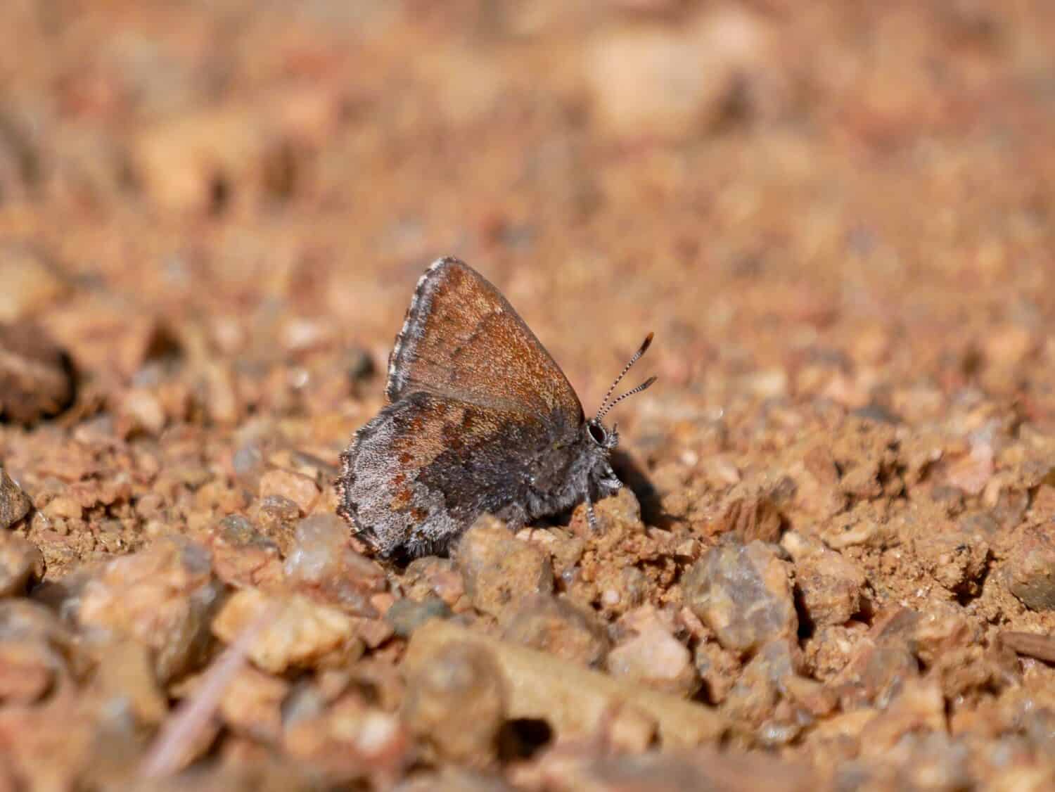 Frosted elfin Callophrys irus butterfly