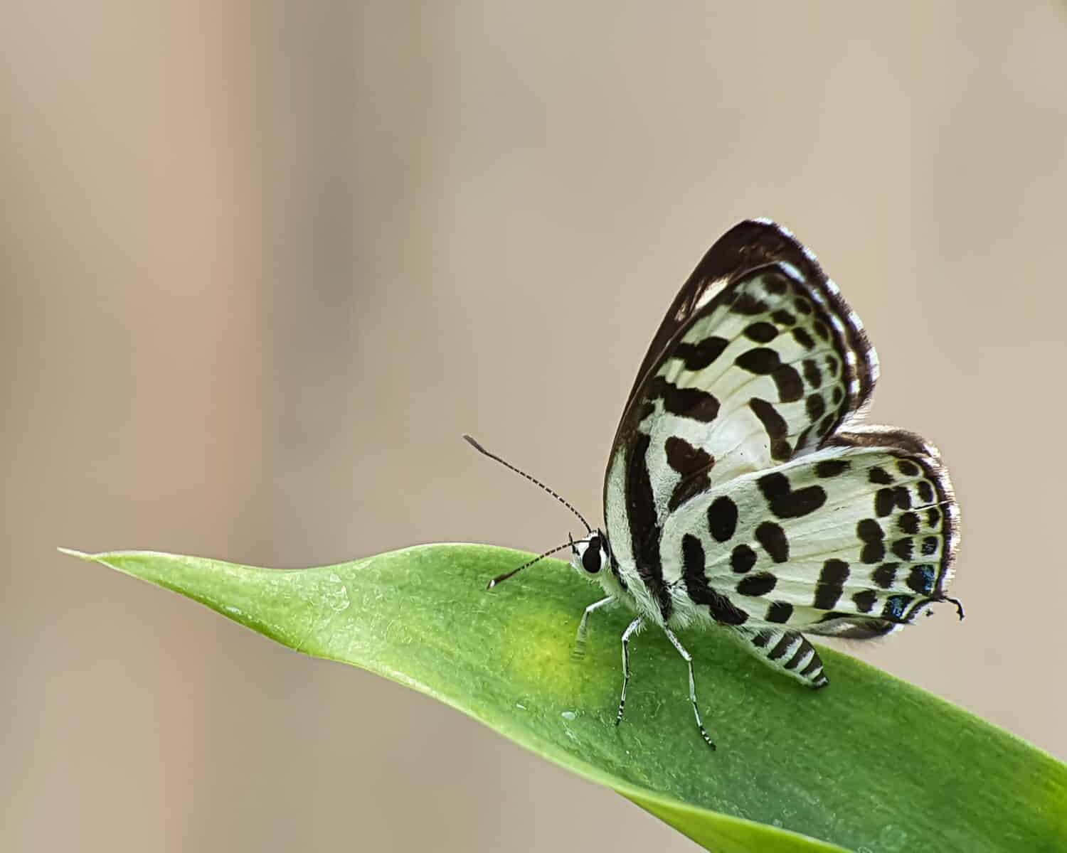 Common pierrot butterfly (Castalius rosimon catrionus) perched on a leaf