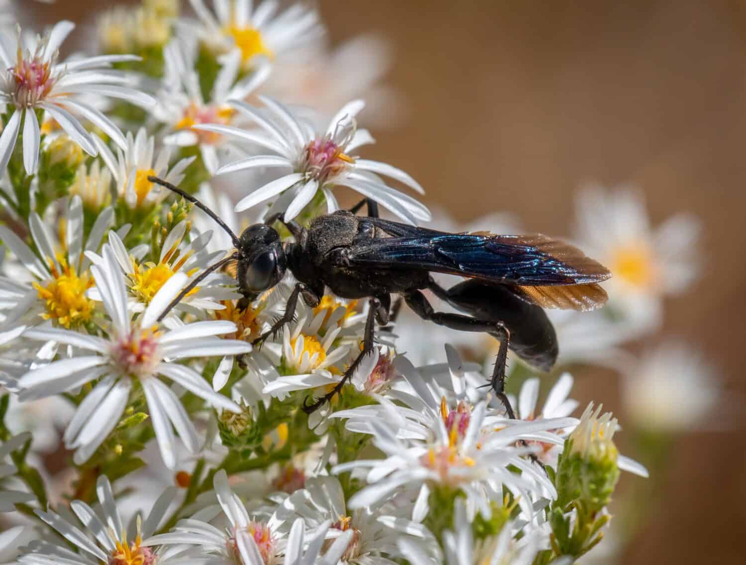 A Great Black Digger Wasp helps in pollination as it flies from one aster to another.