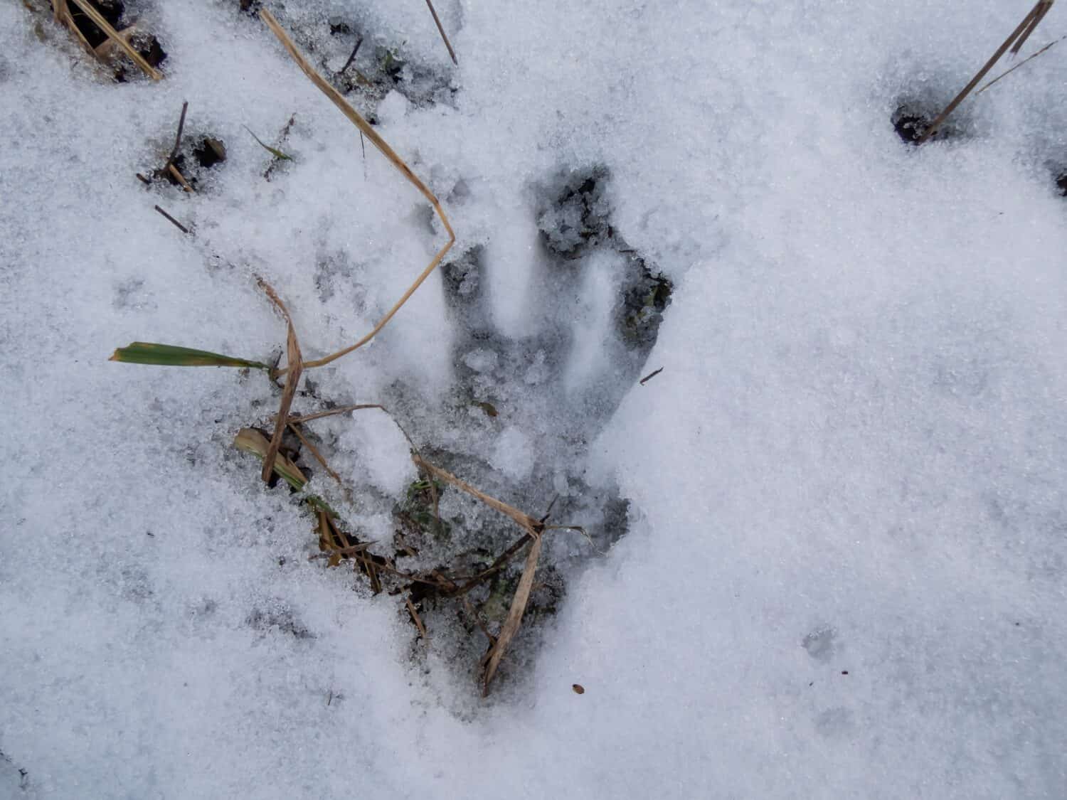 A footprint of the Eurasian beaver or European beaver (Castor fiber) walking in fresh snow