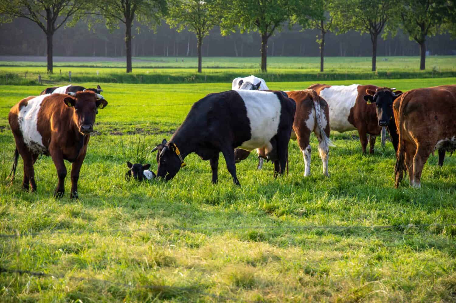 Herd of Lakenvelder cows with a newborn calf in a sunny green meadow