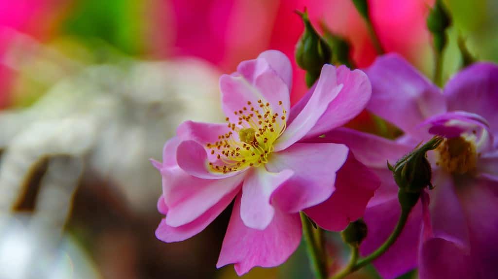 Beautiful little rose (Rosa acicularis )close up photo