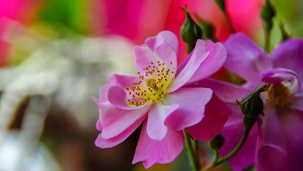 Roses in Colorado - A-Z Animals