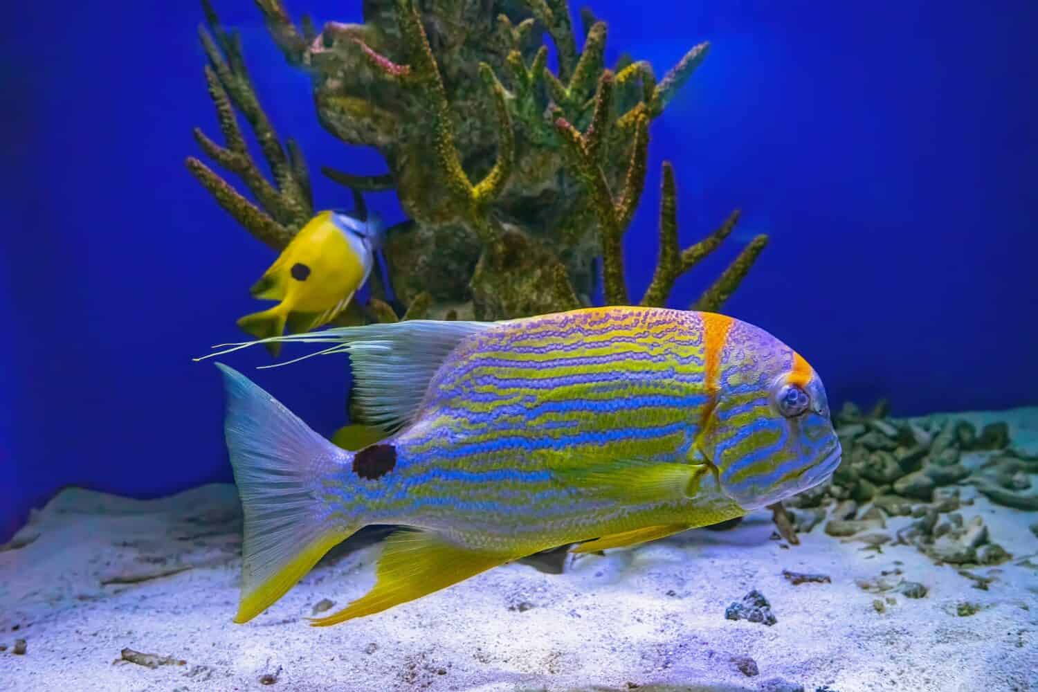 Sailfin snapper Symphorichthys spilurus blue lined sea bream fish swims underwater in aquarium pool with coral reef. Underwater, wild life, aquatic animal